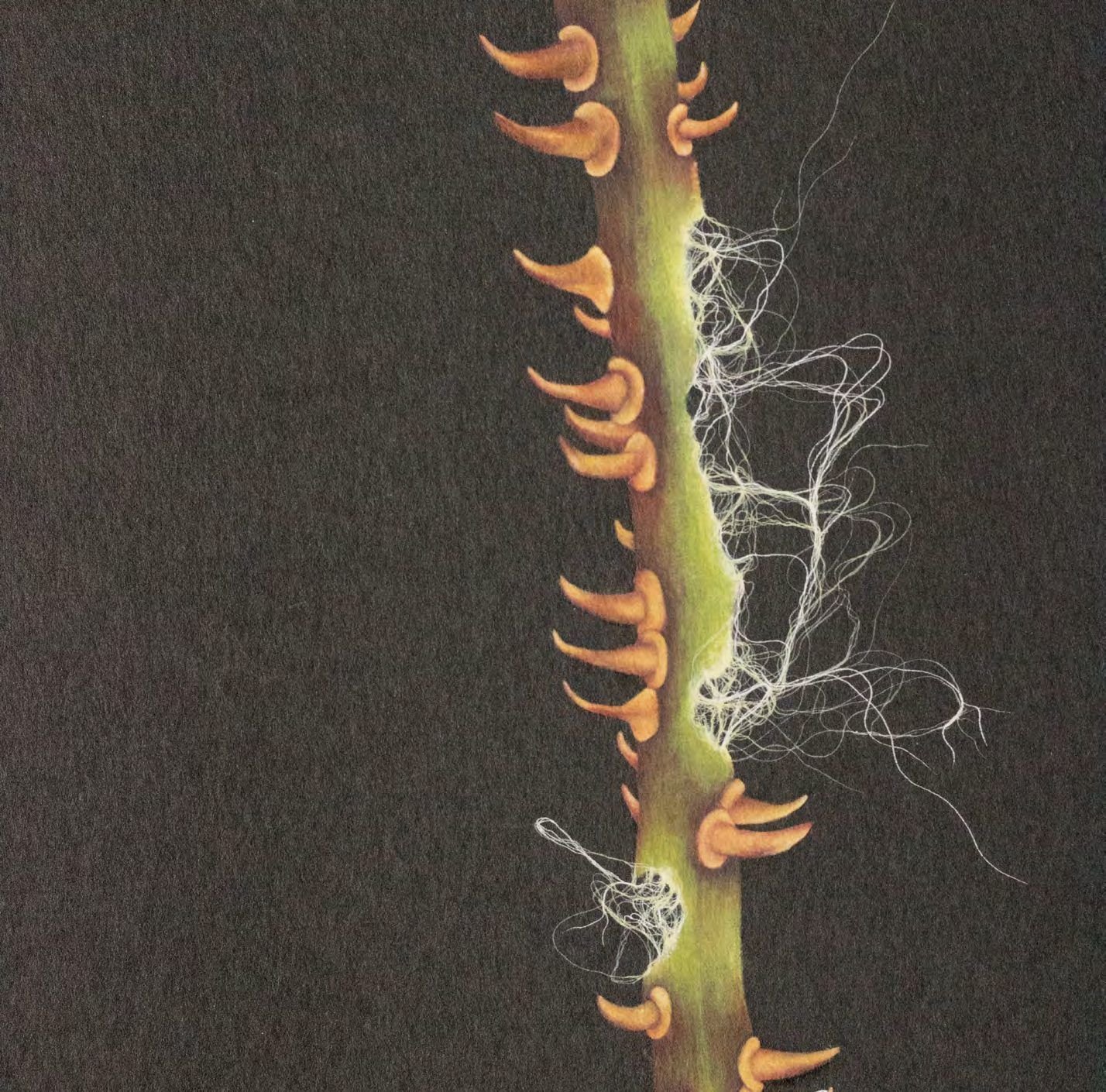 Close detail of Tendrils of Self