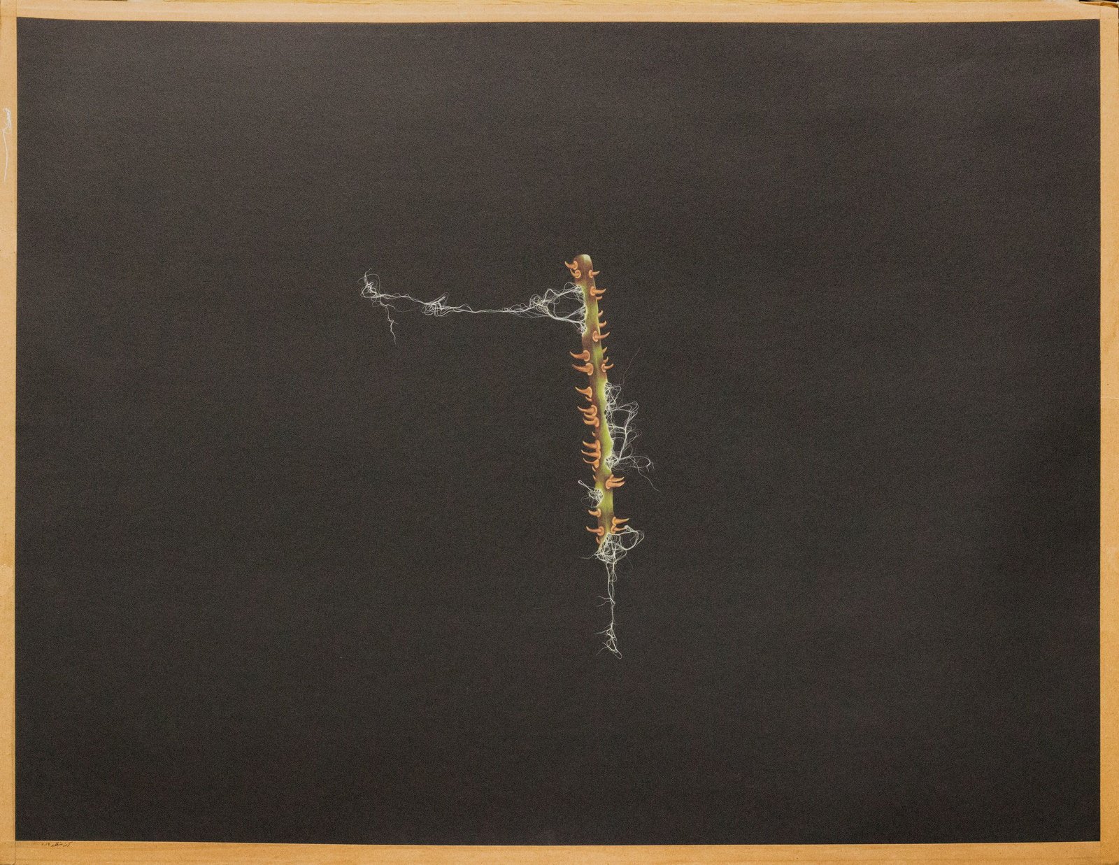 Tendrils of Self, 2019. Gouache on wasli by Amna Manzoor — a slender flowering stem in a wide dark expanse.