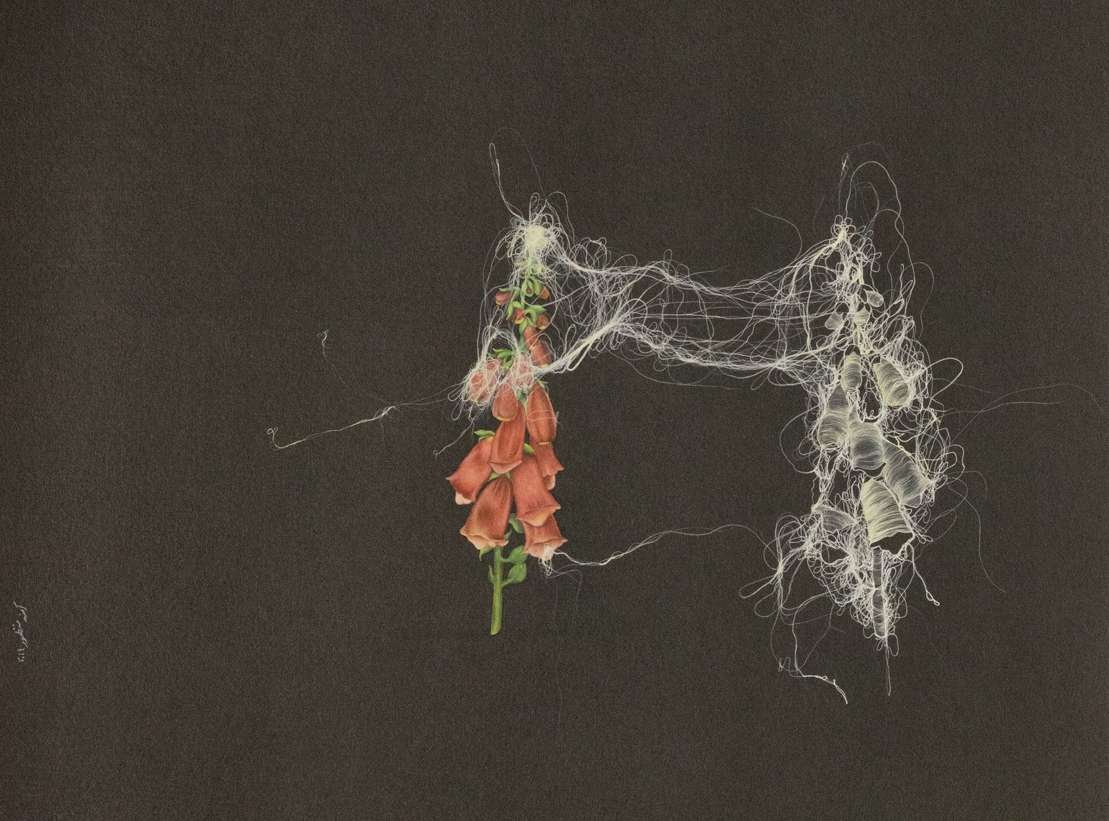 The Emotional Reparation III, 2019. Gouache on wasli by Amna Manzoor — red blossoms joined to a dense web of pale strands on a dark ground.